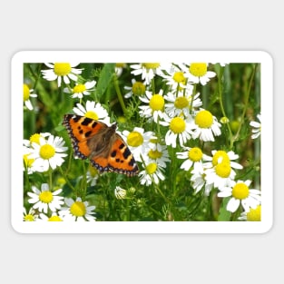 Mayweed Forager Sticker